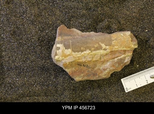 Baculites sp.