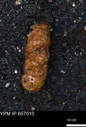 Ammobaculites obliquus