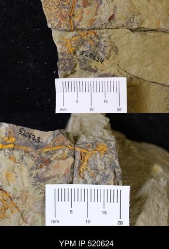 undet. Eocrinoidea