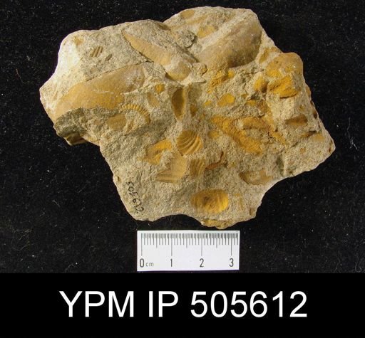 Brachiopod assemblage taxa