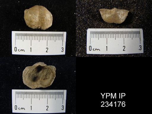 Marginifera wabashensis
