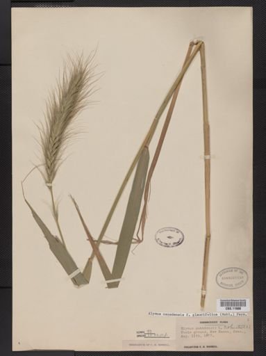 Elymus canadensis