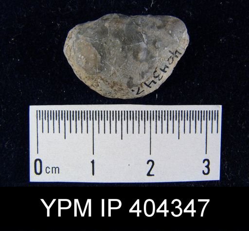 undet. Brachiopoda