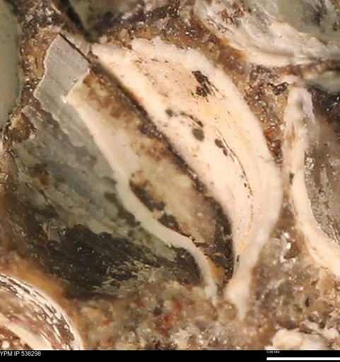 Corbulamella gregaria