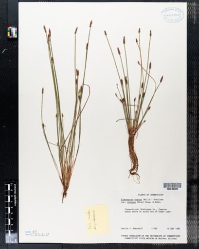 Eleocharis obtusa