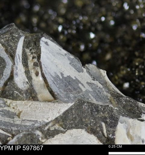 Limopsis striatopunctatus