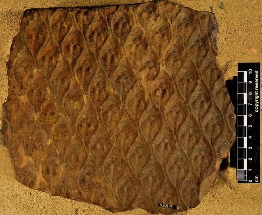 Lepidodendron sp.