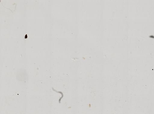 Paramecium polycaryum