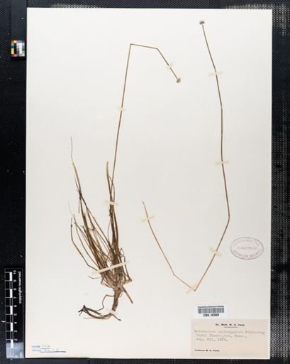 Eriocaulon septangulare