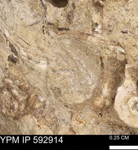 undet. Mollusca