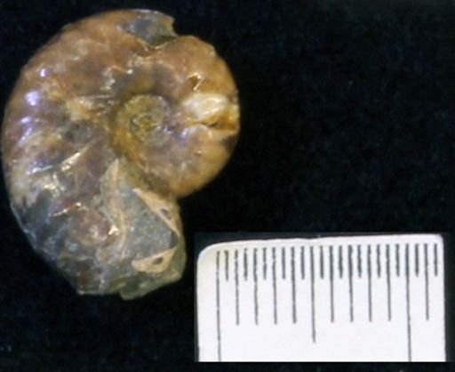 undet. Scaphitidae