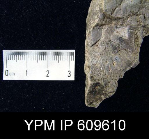 Stropheodonta sp.