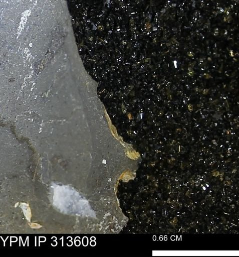 undet. Mollusca