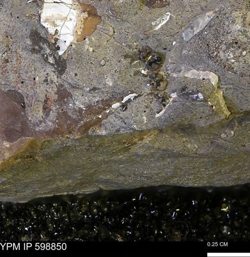 undet. Mollusca