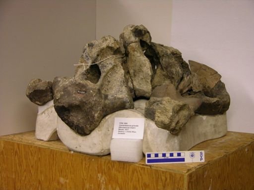 Morosaurus impar