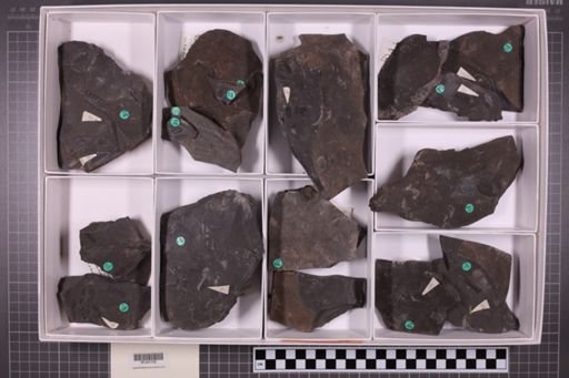 mixed taxa, stratigraphic collection
