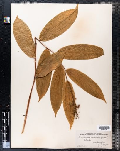 Maianthemum