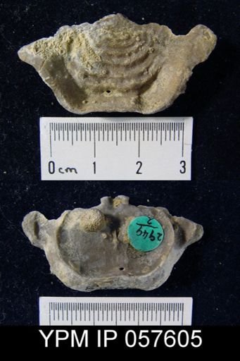 Leptaena rhomboidalis