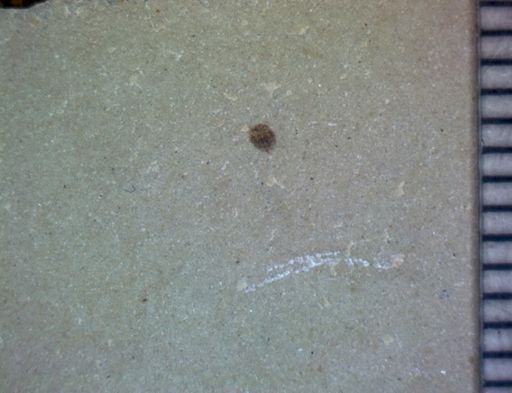 undet. Coleoptera