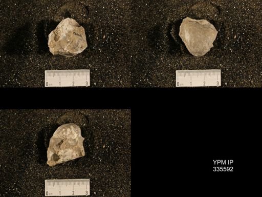 Linoproductus sp.