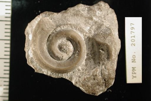 Lytospira distans