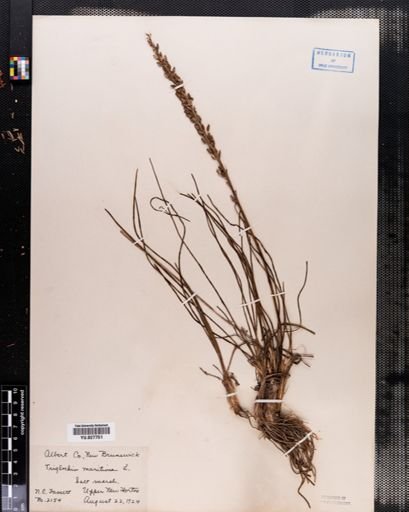 Triglochin maritima