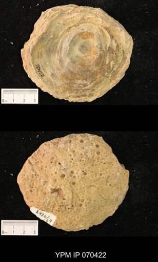 Heliolites nucella
