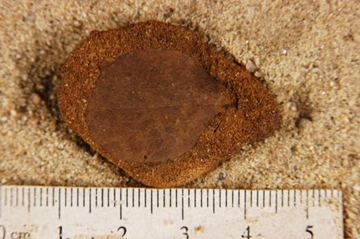Angiospermopsida