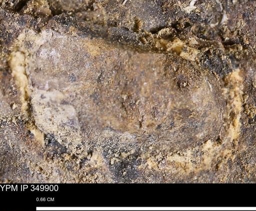 undet. Mollusca