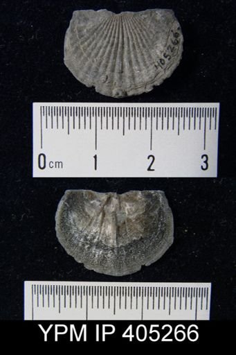 Tropidoleptus sp.