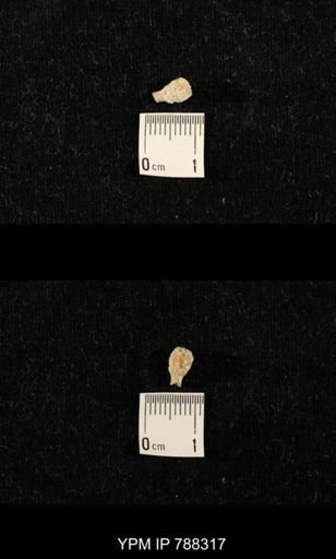 taxon undetermined