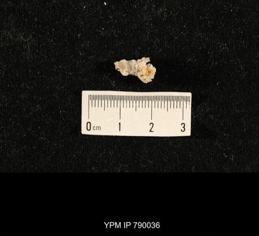 undet. Brachiopoda; brachiopod fragments and silicified residue