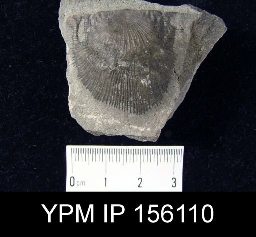 Strophomena planocorrugata