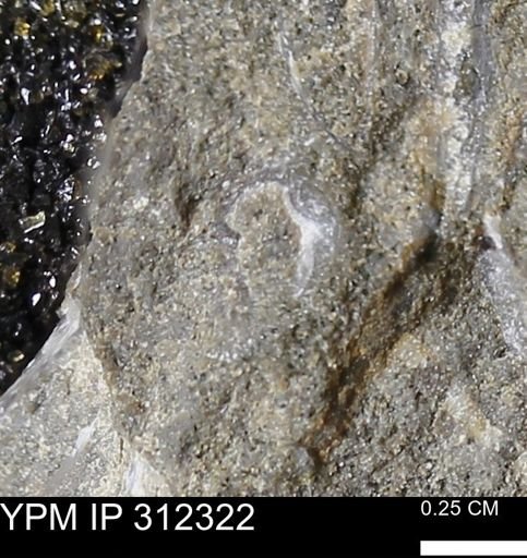 undet. Bivalvia