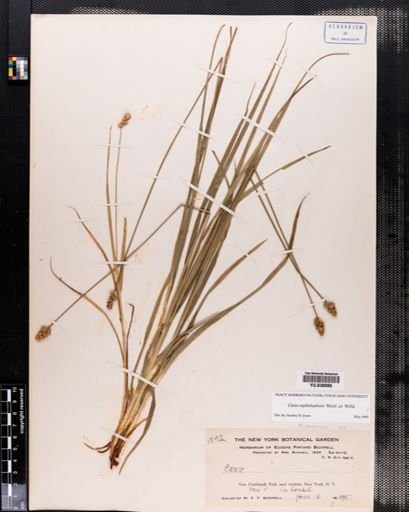 Carex cephalophora