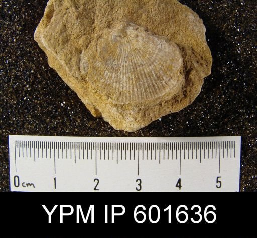 Diaphragmus sp.