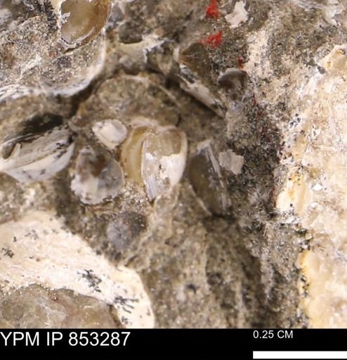 Protocardia sp.