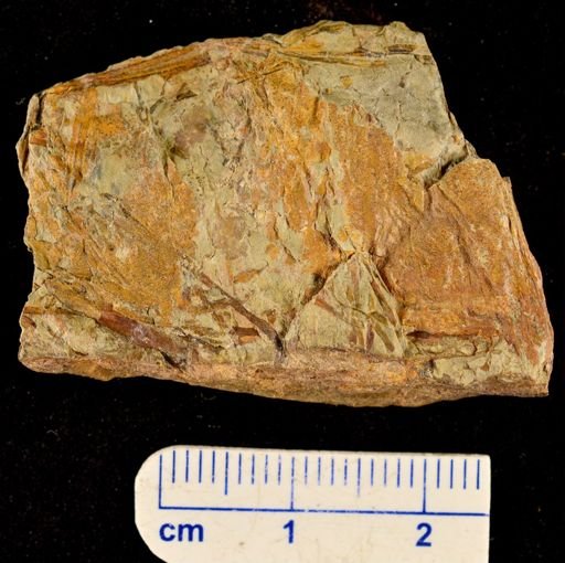 Rhacophyton