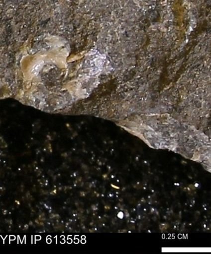 Scaphites sp.
