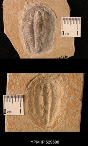 Trilobita