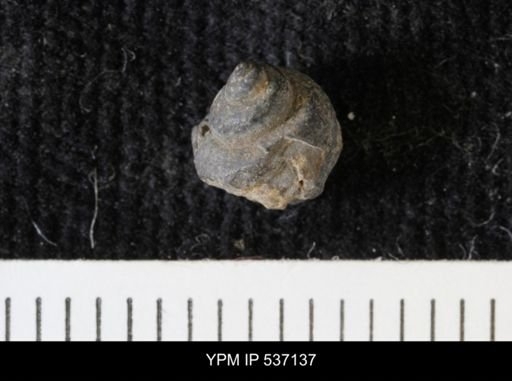 Viviparus montanaensis
