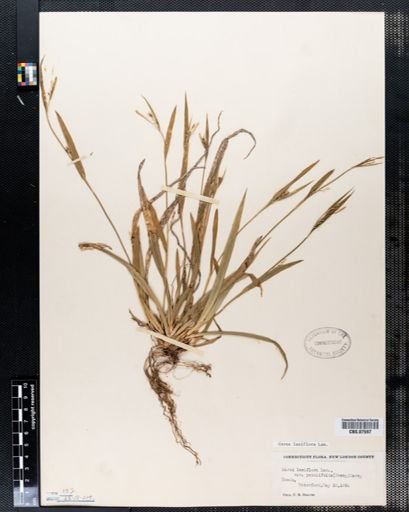 Carex laxiflora