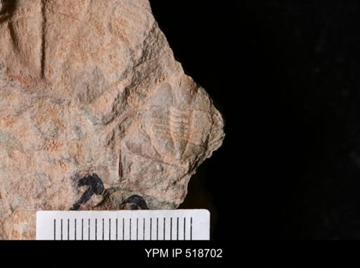Ampyx sp.