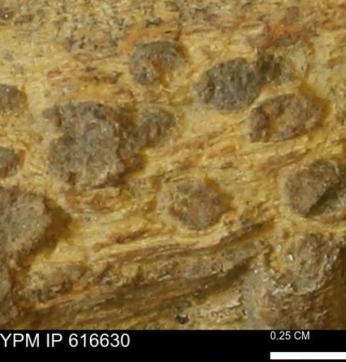 Teredo sp.