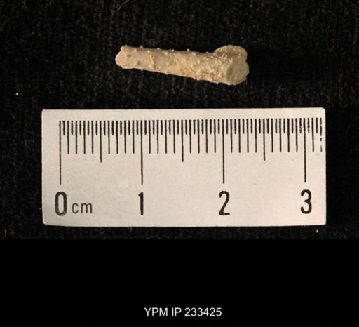 Archaeocidaris sp.