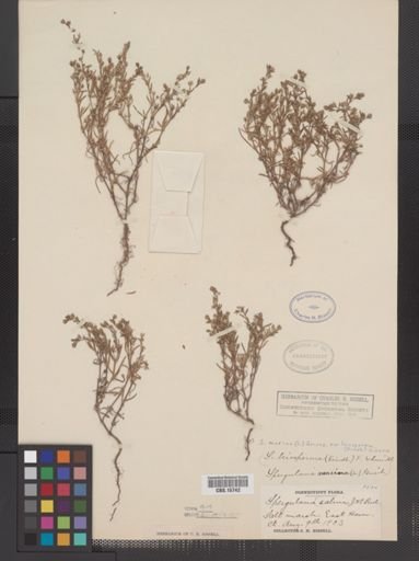Spergularia marina