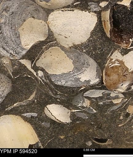 Protocardia sp.