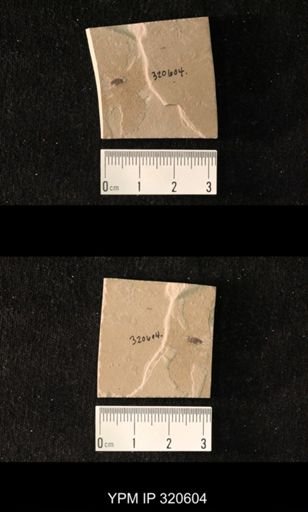 undet. Coleoptera