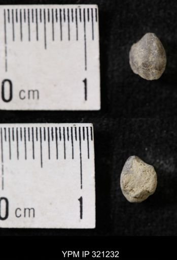 Ambocoelia sp.
