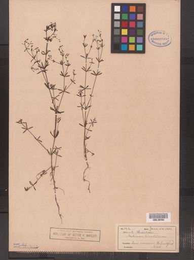 Galium tinctorium